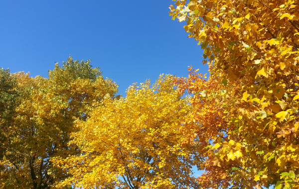 herfst