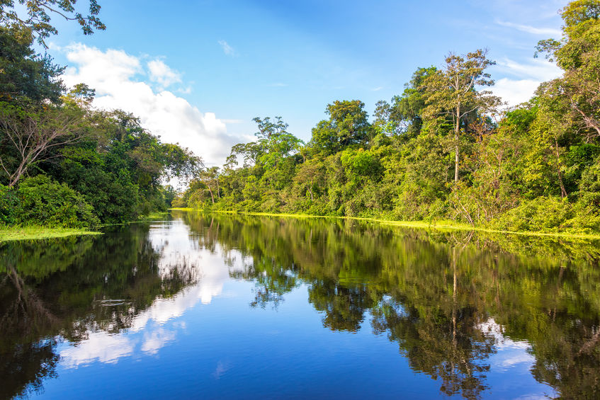 Amazonian Reflection