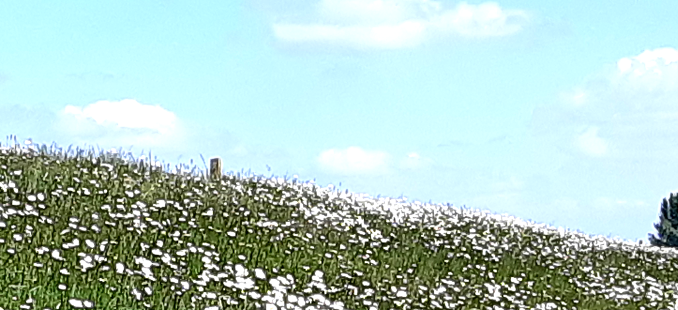 margrietenmei