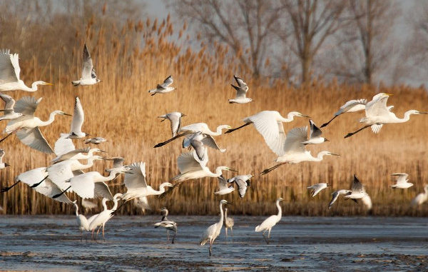 Interview Blauwe Reiger over strijd tegen blanke migranten